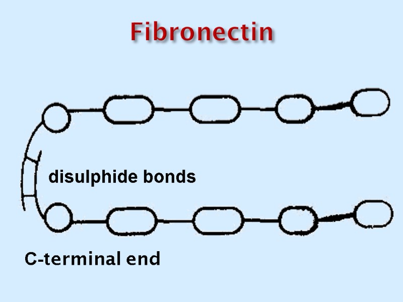 Fibronectin С-terminal end disulphide bonds